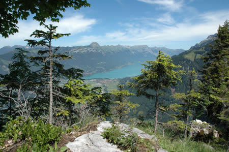 Aussicht auf den Brienzersee von der Strasse nach Nesslern